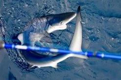 Lamiglas Bluewater Series Rods 7 Lamiglas Bluewater Series Rods -Wild Fishing Shop lamiglas bluewater series rods 14921.1651112013