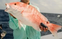 Sharkbanz Fishing Zeppelin -Wild Fishing Shop sharkbanz sbf 0zep zeppelin 76776.1651418536